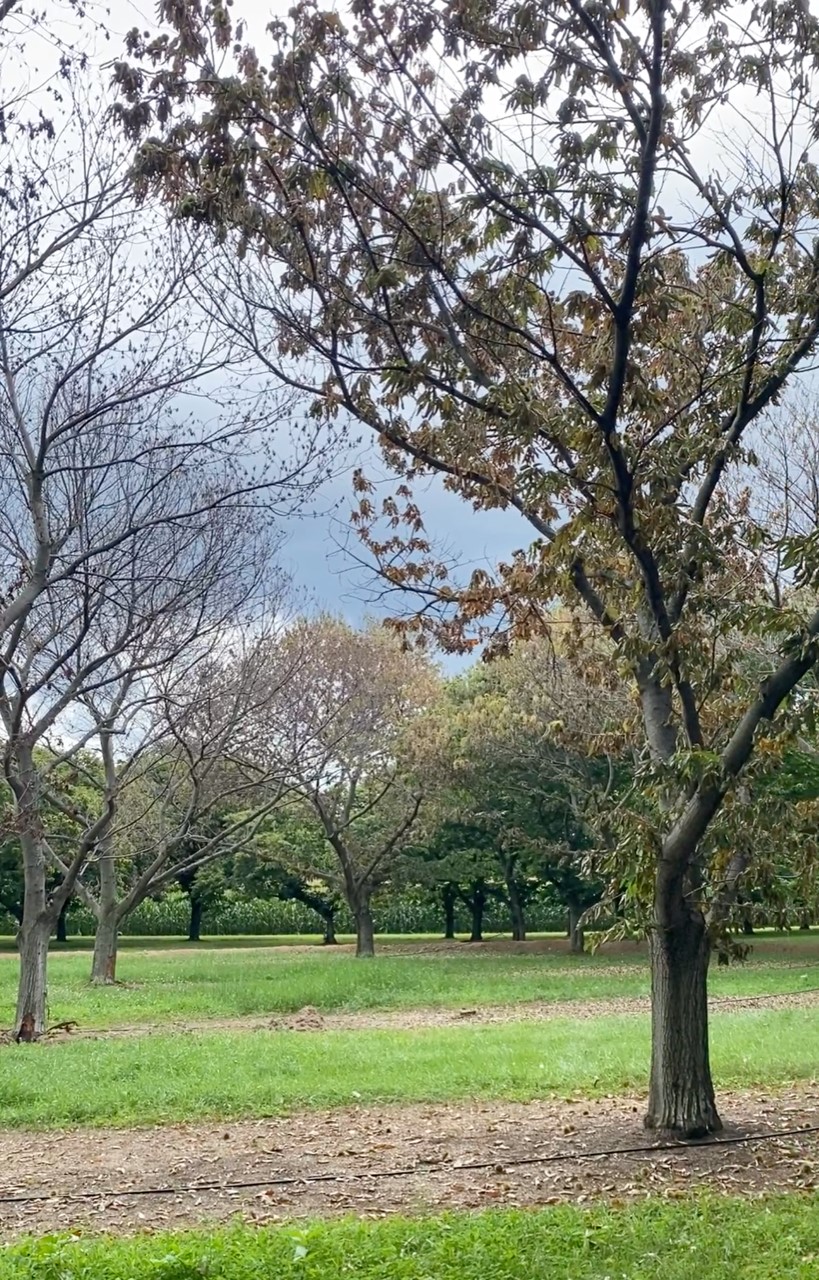 Chestnut trees in an orchard showing various stages of decline due to oak wilt.